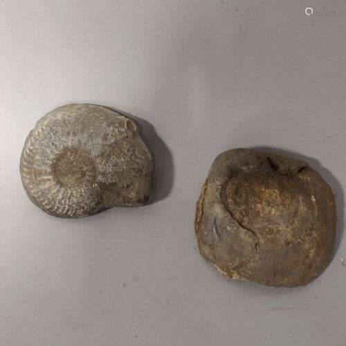 ARCHEOLOGIE. Lot de deux FOSSILES dont une ammonite.