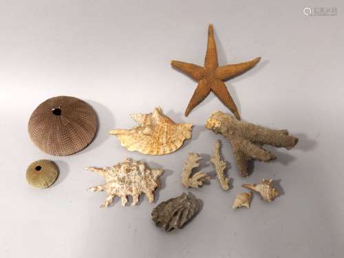 Lot de coquillages et fragments de coraux, étoile de mer et ...