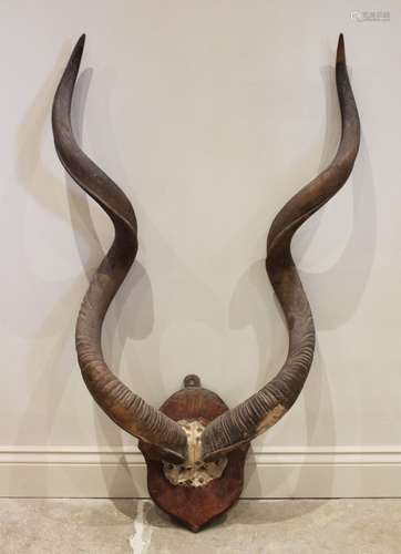 TAXIDERMY: A pair of kudu horns on cut skull cap, set to a s...