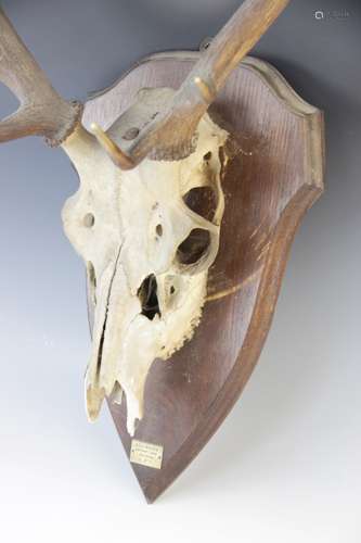 TAXIDERMY: A deer skull and antlers, 20th century, twelve po...