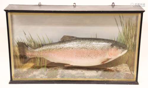 TAXIDERMY INTEREST: A cased composite replica taxidermy rain...