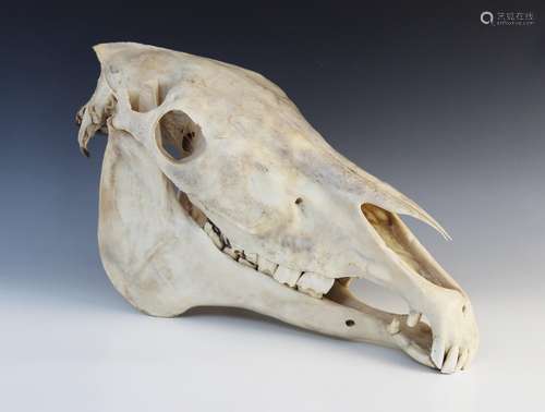 TAXIDERMY: A horse or zebra skull, 20th century, unmounted, ...