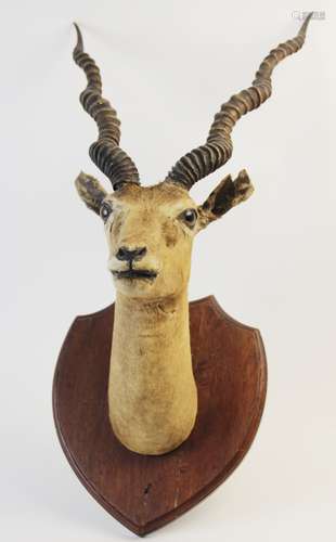 TAXIDERMY: A taxidermy Antelope head, 19th century, mounted ...