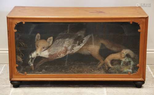 TAXIDERMY: A cased taxidermy fox, 20th century, modelled wit...