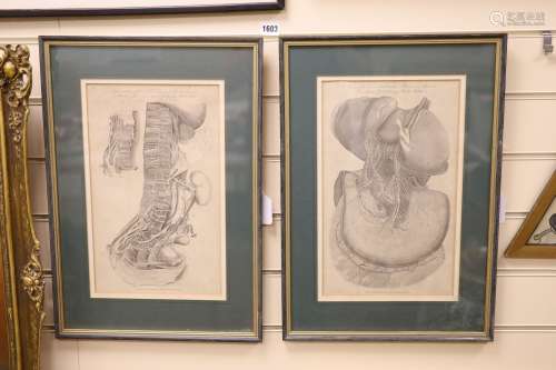 Two Victorian anatomical engravings from Halls Encyclopedia,...
