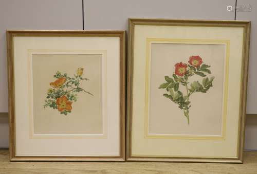 English School, two watercolours, Botanical studies of roses...