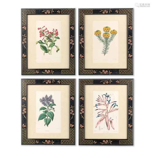 A SET OF TWELVE 19TH CENTURY COLOURED BOTANICAL PR…