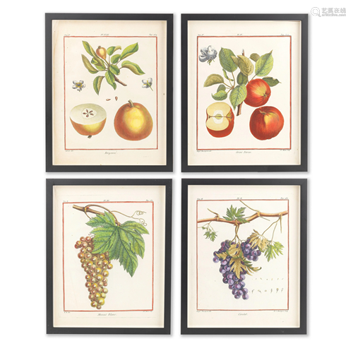 A SET OF TWELVE LATER COLOURED ENGRAVINGS OF FRUIT,