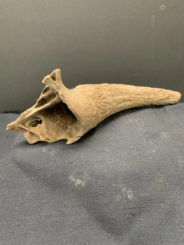 Fossil Horn