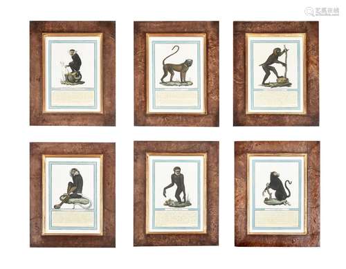 A set of 9 prints of exotic monkeys