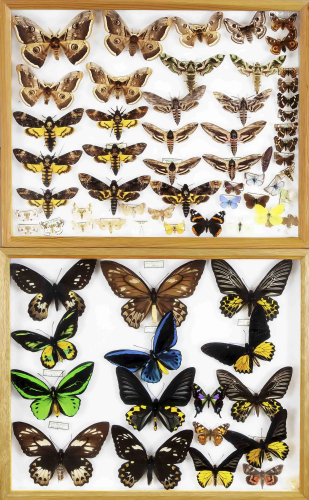 2 showcases with butterflies/i