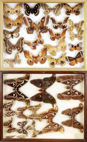 2 display cases with butterfli