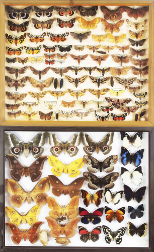 2 display cases with butterfli