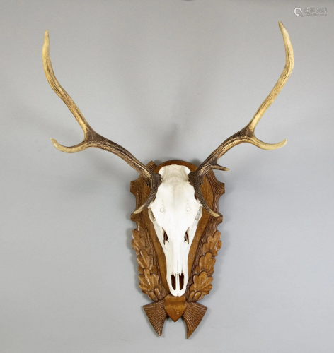 Deer trophy, mid-20th century,