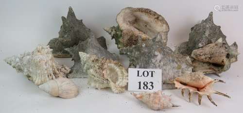 Five large weathered conch shells and six smaller shells of ...