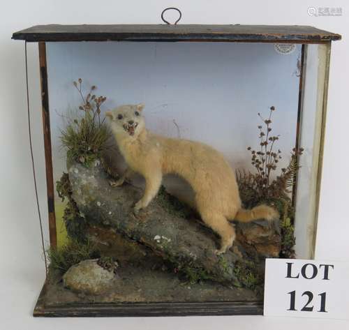 An antique taxidermy polecat by Fred Sanders in glazed case,...