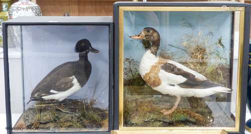 A taxidermic shelduck and a taxidermic tufted duck, each in ...