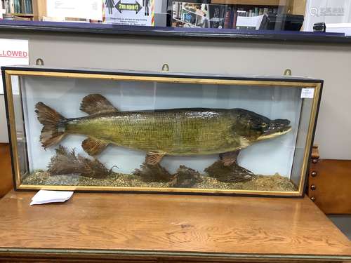 A taxidermic pike in glazed case