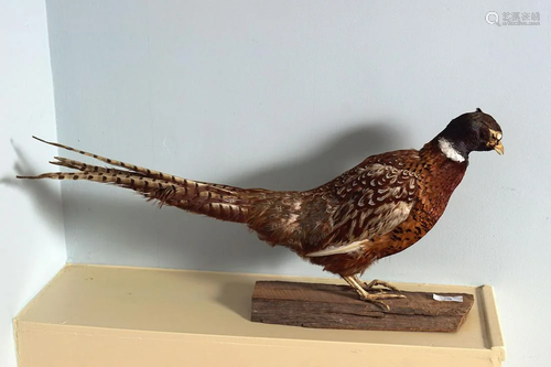 TAXIDERMY