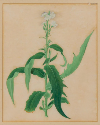 Chinese School 18th-19th Century White Flowers on a