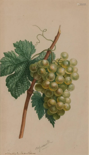 Attributed to Michel van Huysum A Bunch of Grapes