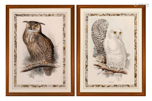 Edward Lear EAGLE OWL; SNOWY OWL Two hand-colored