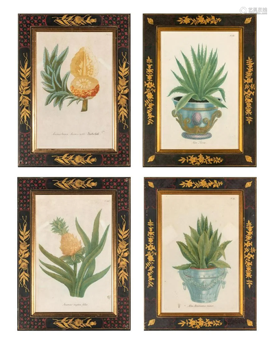 After Johann Wilhelm Weinmann [ALOE AND PINEAPPLE