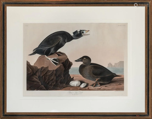 After James James Audubon BLACK, OR SURF DUCK