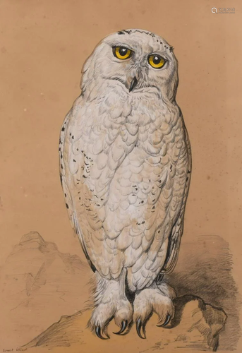 Ernest Henri Griset English, 1843-1907 Great White Owl