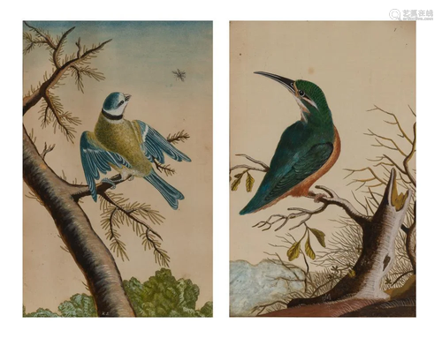 English School 18th Century Kingfisher and Blue