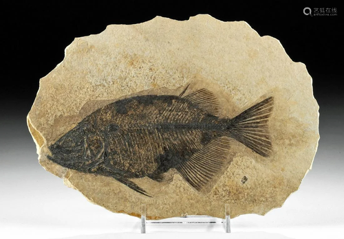 Large Fossilized Phareodus Fish in Matrix