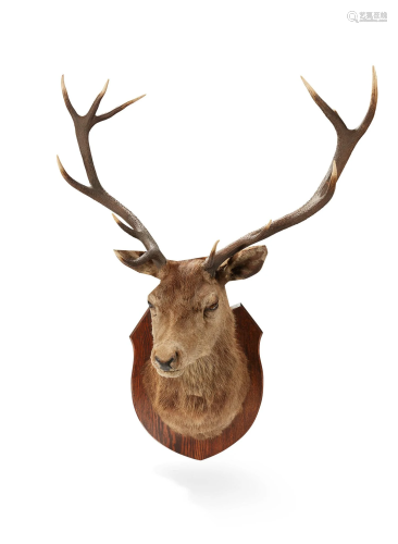 Y A TWELVE POINT 'ROYAL' STAGS HEAD 20TH CENTURY