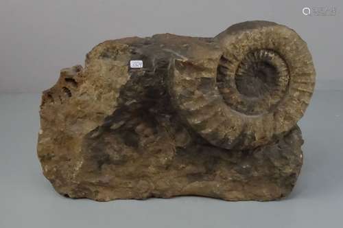 LARGE FOSSIL AMMONITE