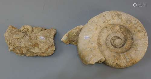 LARGE FOSSIL AMMONITE