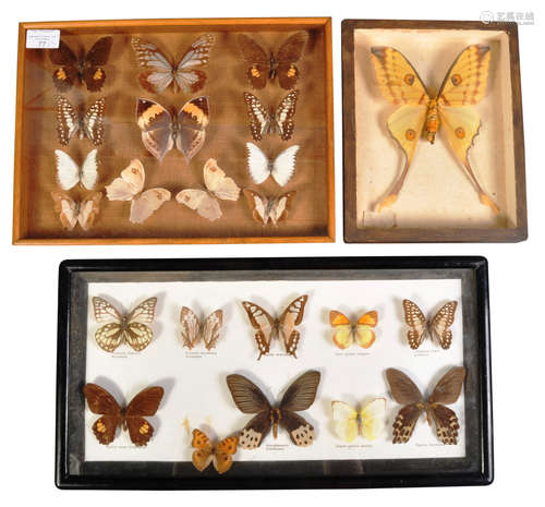 COLLECTION OF CASED BUTTERFLY & MOTH SPECIMENS