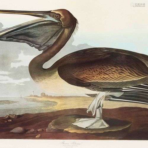 John J.Audubon, after, ''Brown Pelican - Pelicanus Fuscus'',...