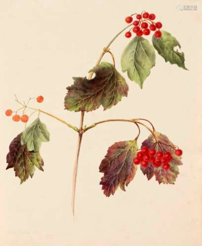 Unknown watercolorist of the 19th century, study of a branch...