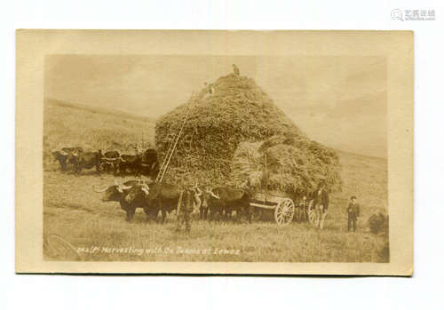 Two albums containing approximately 445 postcards, topograph...