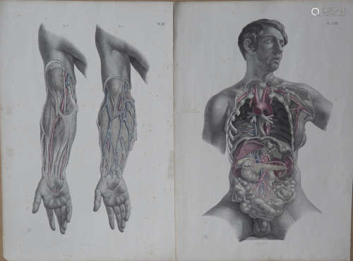 M. & N. Hanhart - Human Anatomy, four 19th century lithograp...