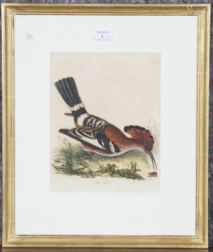 William Lizars (engraver) - 'Upupa Capensis' (Birds), ten 19...