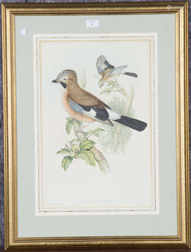 John Gould and Henry Constantine Richter - 'Garrulus Glandar...