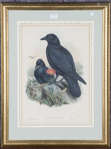 John Gould and Henry Constantine Richter - 'Corvus Corone' (...