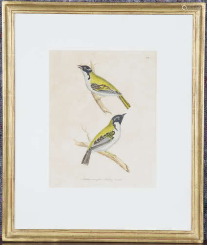 William Lizars (engraver) - 'Meliphaga Atricapilla' (Birds),...