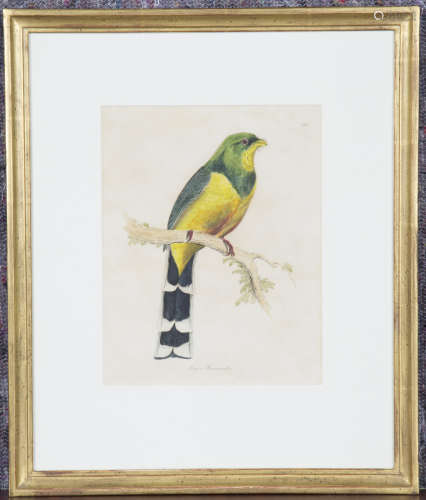William Lizars (engraver) - 'Frogon Reinwardtu' (Birds), ten...