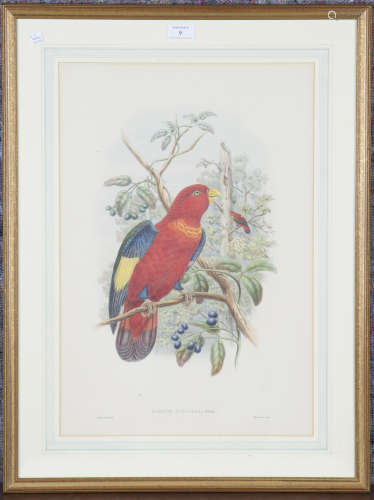 John Gould and Henry Constantine Richter - 'Lorius Tibialis'...