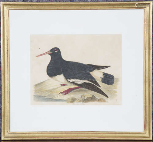 William Lizars (engraver) - Birds, four 19th century ornitho...