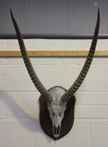 An early 20th century antelope skull and horns, mounted on a...