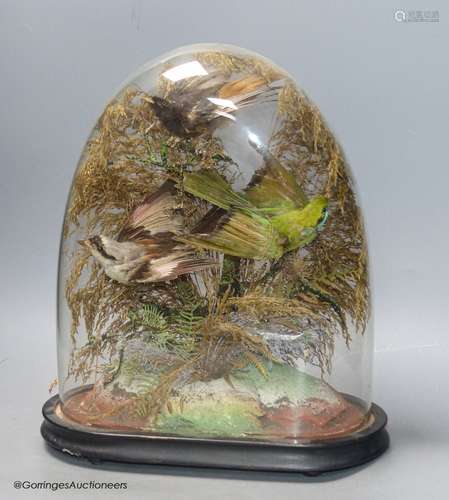 A 19th century group of three taxidermy Birds of Paradise, u...