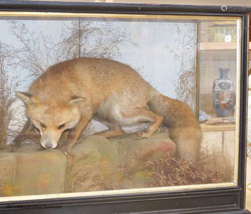 An early 20th century cased taxidermy fox, overall length 89...