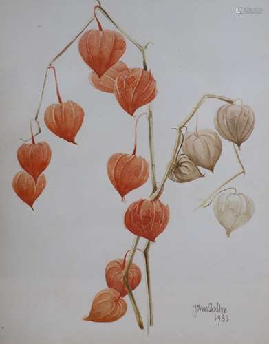 John Skelton, watercolour, Study of a Chinese lantern plant,...